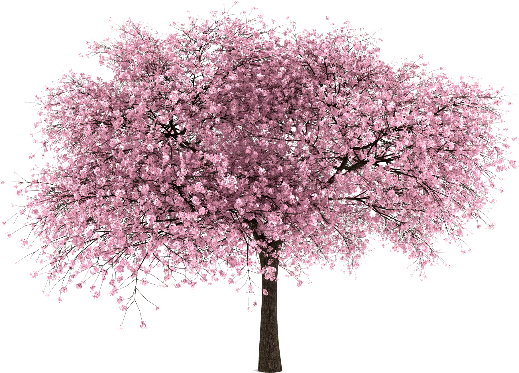 Cherry Blossom Tree